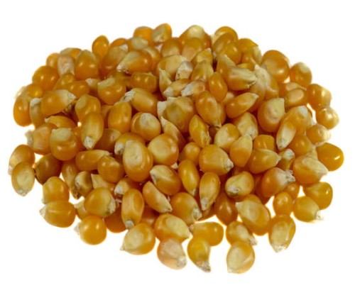 Kukurydza ziarno na popcorn 1kg